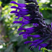 Salvia Amistad